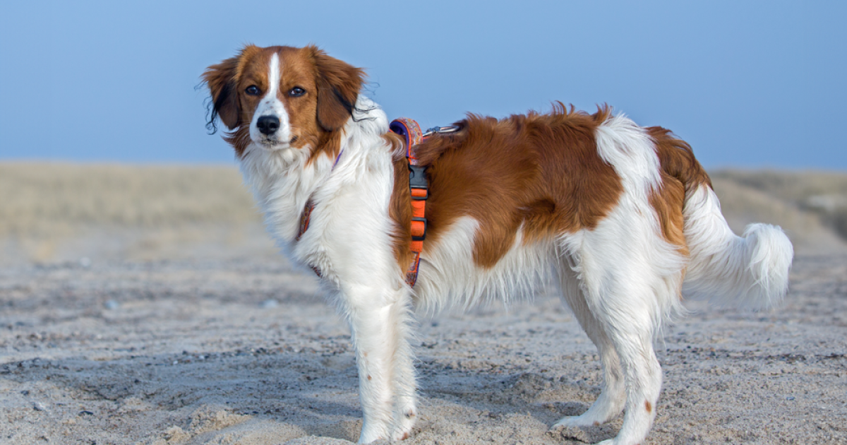 Kooikerhondje orders nl